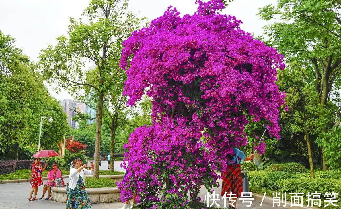 容姐|初秋三角梅还不开花,做好这四点,开成大花球也不难