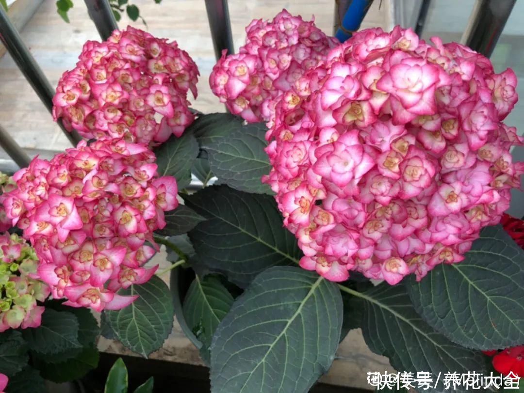 3种花“大花墙”，大门口随便种，年年都开爆