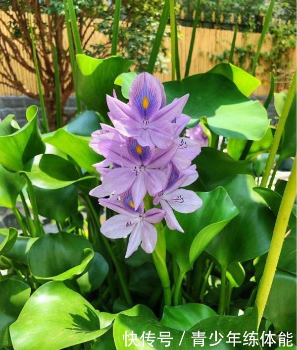 比荷花还漂亮的浮生花，漂到哪就长到哪，生命力太强悍