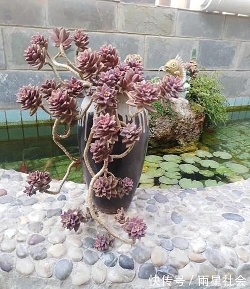 多肉|养多肉3年顺风顺水,多亏选了这6种大普货,现在全是大老桩