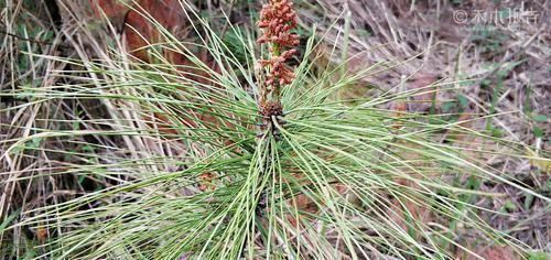 见到|松树身上一种稀罕物,老农常用它泡酒,晒干60元一斤,见到别错过