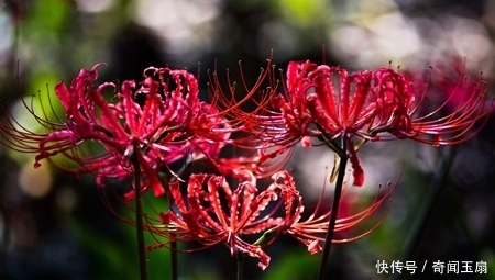 没事|喜欢养花,请避免养“冥界四花”,别没事找恐怖!