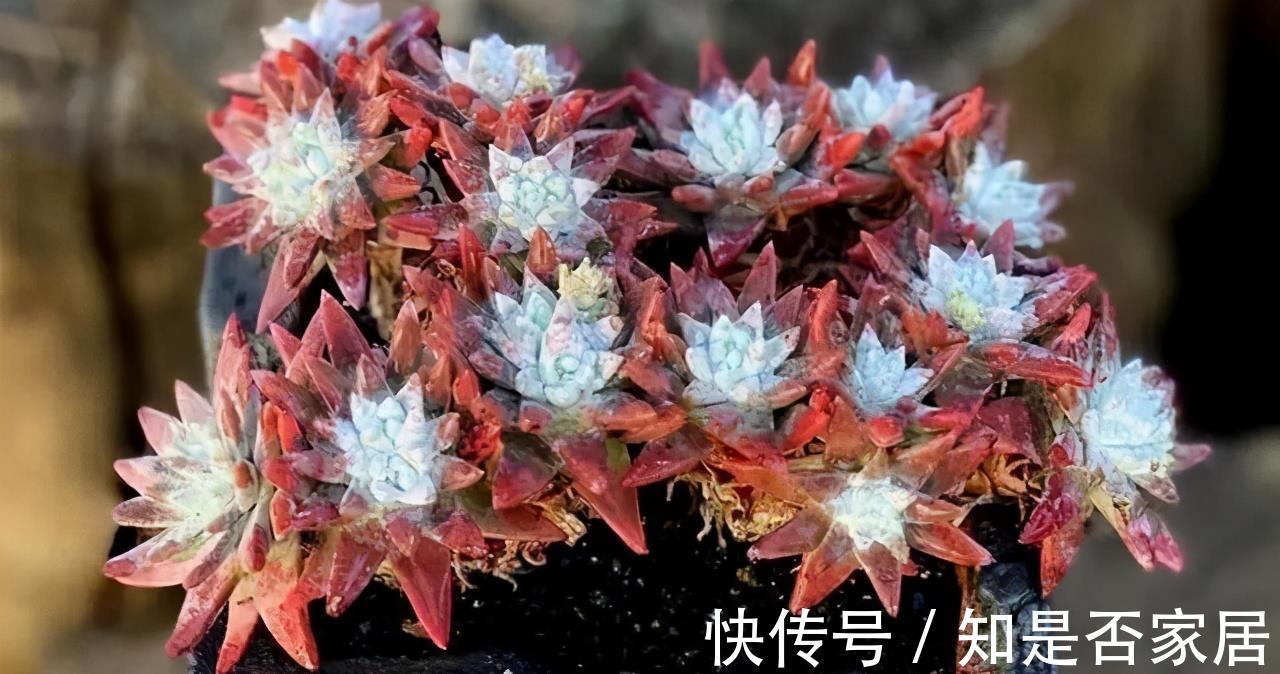 麦秆|三款按头卖的贵货多肉，美杜莎和白菊已经很亲民，麦秆还是天价