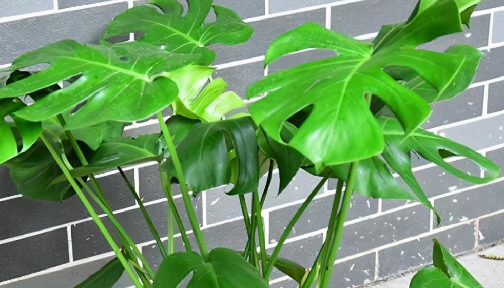 北方下雪了，家里养3盆花，空气一级棒，叶片绿油油