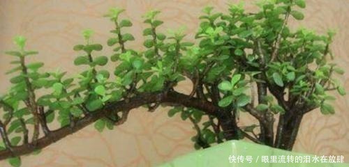 修剪|金枝玉叶长的“狂魔乱舞”,剪几刀,秒变“悬崖桩”,烂根也不怕!