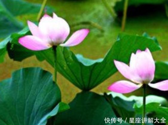 6月5日开始 4属相事业腾飞 财运旺 万事顺心 生活蒸蒸日上 粉紫色 6月5日开始 4属相事业腾飞 财运旺 万事顺心 生活蒸蒸日上 粉紫色