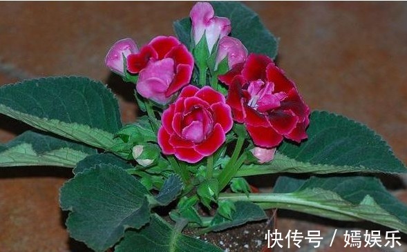 一片叶子养了十几盆,叶子翠绿花儿姹紫嫣红,美丽动人