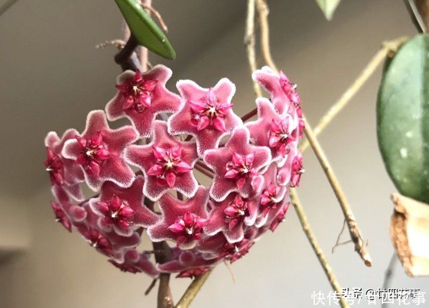 如果每人只许养一种花,建议“懒人”试试它,不用过多打理就很美