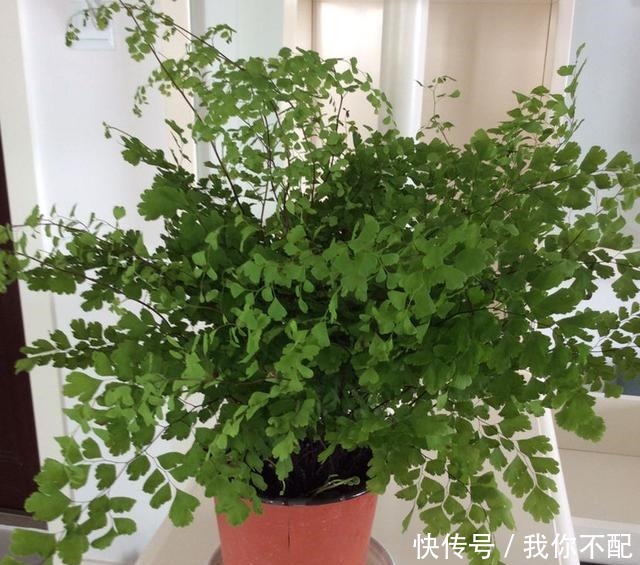 最适合养在卫生间的花,一盆就能净化空气,赶紧养起来啦!