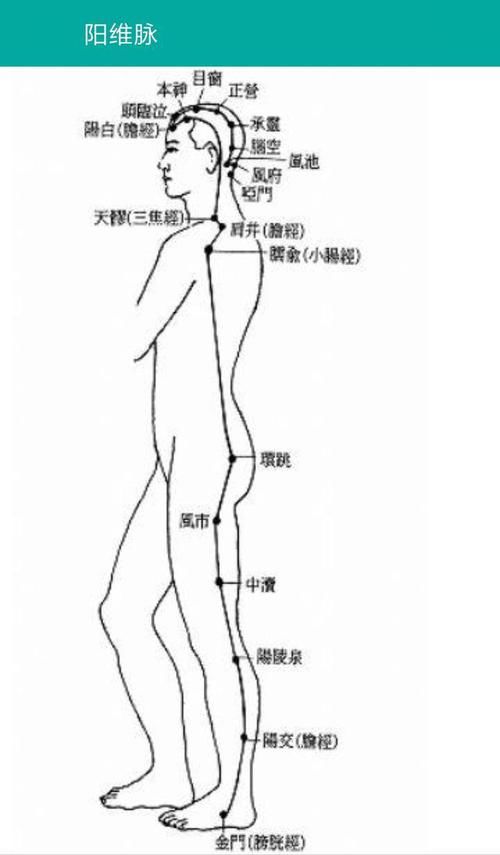 阴 阳维脉有什么特点 快资讯