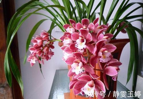 大花惠兰大花惠兰|居家养花,推荐你养这3种,摆一盆大气上档次,值得拥有