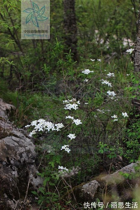 清热解毒|小九头狮子草,见过吗?能清热解毒,利尿,祛瘀通络