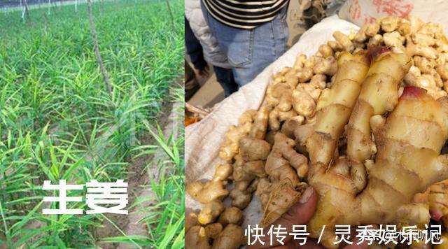 生姜种植留几个芽 生姜种植留几个芽