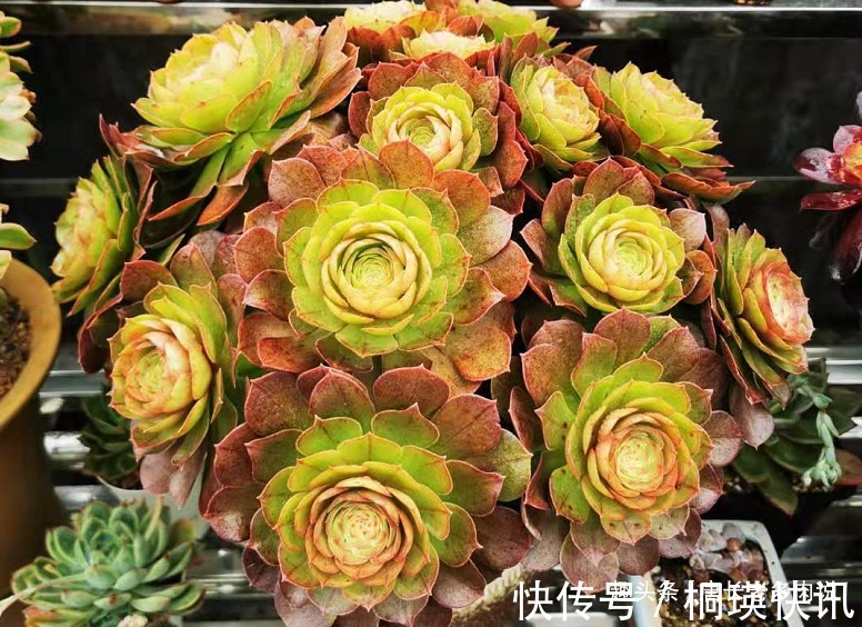 之前冻伤的多肉法师只剩下光杆子,现在给它重新换盆能活过来吗