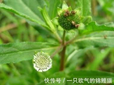 莲蓬|长得一肚子墨水,形态很像莲蓬,别忽视
