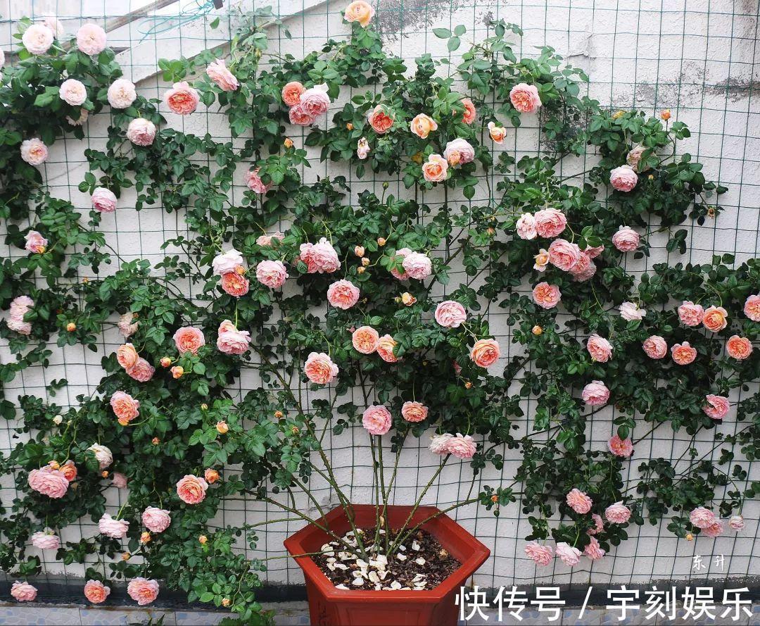 花友|月季胃口大,土里埋点料,长成一面大花墙!