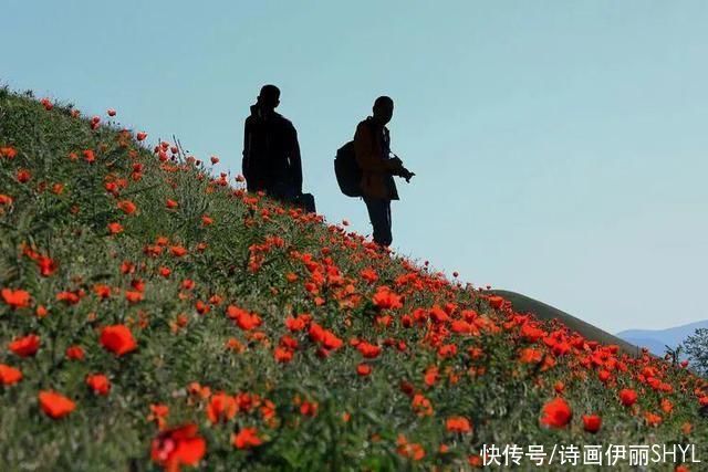 艳压群芳|美丽新疆:天山红花红似火