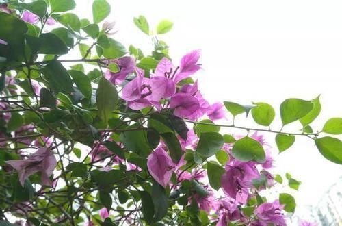 喜阳花|三角梅要催花,光控水可不行,做好这3件事,花开成一片花海洋