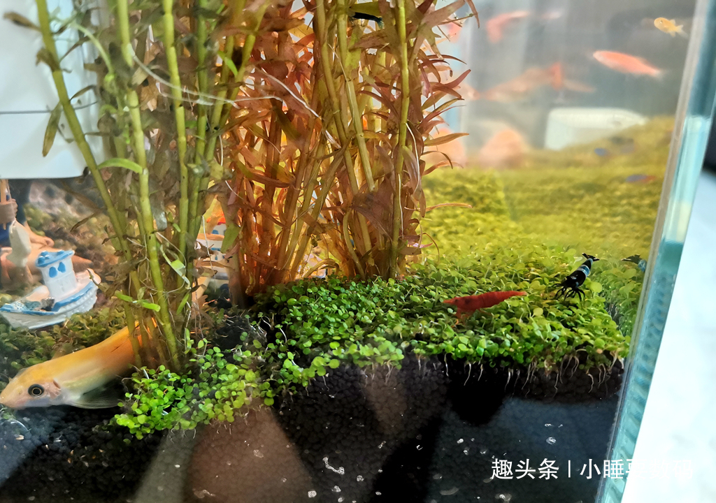 哪种鱼缸更适合养鱼画法几何AI智能鱼缸,水质监测还能自动喂食