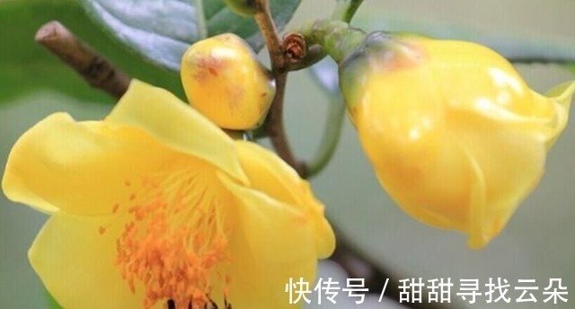 它被誉为“植物大熊猫”，花色金黄，营养丰富，观赏食用两不误！