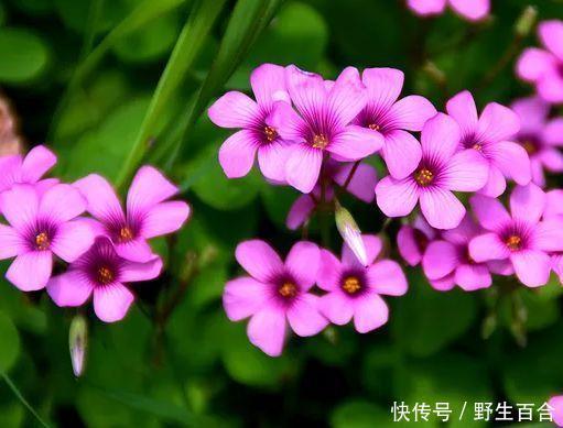 养花就养这几款,全年开花不停,开花多,轻松爆成花海!