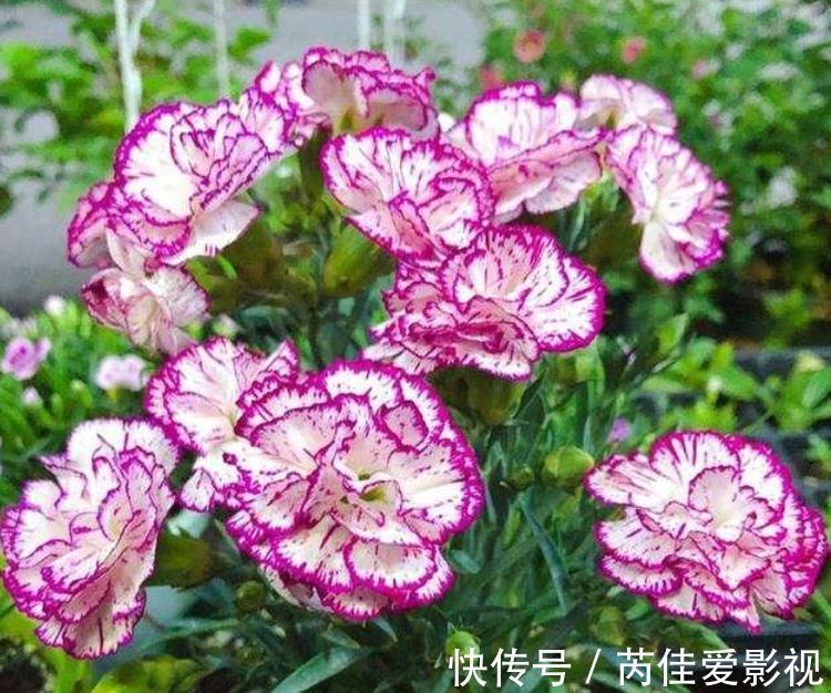 养花就养个花期长的,满屋子飘香,清新空气,家家必备!