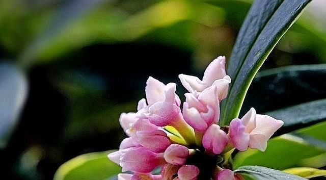 金边瑞香开花香，度夏注意这“几点”，轻轻松松，枝繁叶茂！