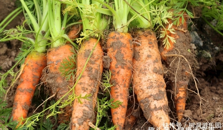 女性|女性过了40岁,此物每天来两口,淡化色斑,减肥减脂,更显身材
