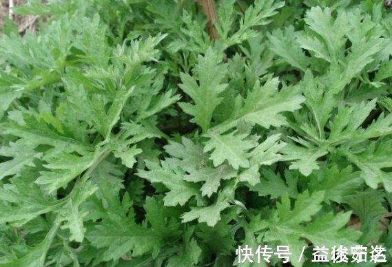床垫|床垫用久了成螨虫窝，婆婆教我个土方法，立马把螨虫杀干净