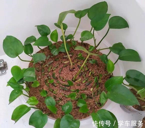 3种花,就得趁现在扦插,再晚就不生根了!3种花,就得趁现在扦插,再晚就不生根了!