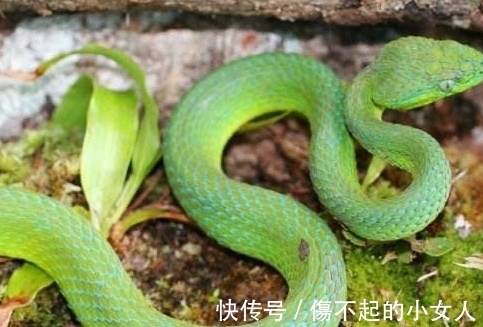 响尾蛇|男子把自己整成了一条“蛇”,为了报答养育之恩?做人不好吗?