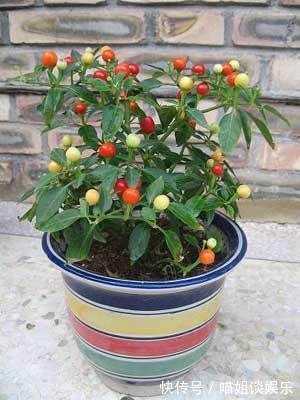 喜欢在家中养护花卉，就养护花期长，花色绚丽的3种花卉，太美了