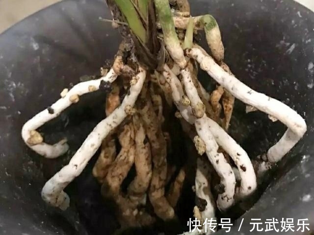 根系|兰花“烂根”了,就用这“4步”,轻松解决,新根长不停!