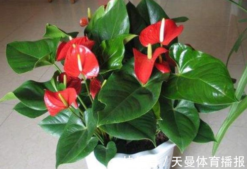 红掌|红掌、白掌太难养?这两种养护截然不同,不要当普通绿植去养
