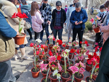 花儿为什么这么“红”？原来它就是朱顶红