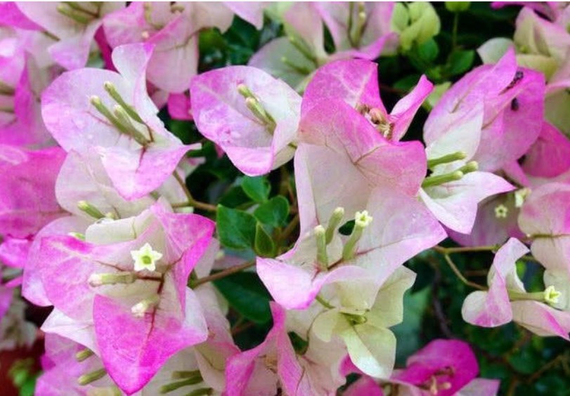 想要三角梅开花不断,掌握3个技巧,蹭蹭冒花芽,开完一茬又一茬