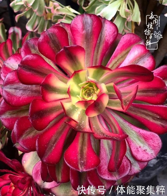 在茜的多肉小院里,花时间种快乐!在茜的多肉小院里,花时间种快乐!