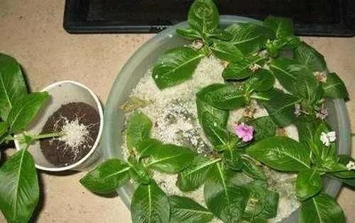 长春花|5种花,趁现在“赶紧扦插”,生根快,长得快,一个月就开花