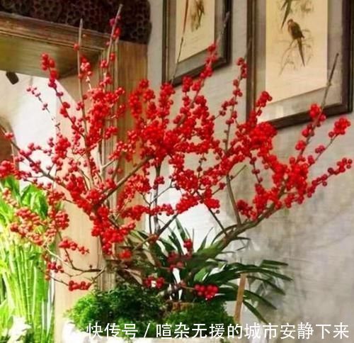 浇水|5种花高贵优雅,看了就让人沉醉,沾土就能活,浇水就疯长
