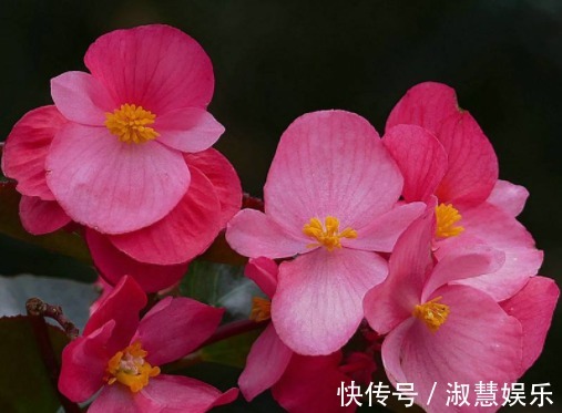 喜欢养花,不如养盆葡萄园之歌,一年四季开花不停,花朵烂漫,美