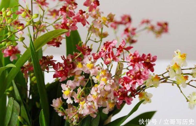 几种小花,花期长堪称劳模,一朵朵红艳艳,绚丽夺目