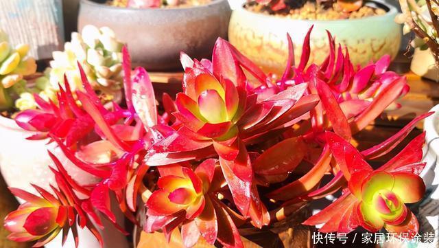 这三多肉是公认的爆崽小能手,光线差也易爆小崽,独苗养成小老桩