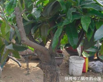 张大爷把桂花盆景养开花了,真是太吸引眼球了,一问竟是这样养