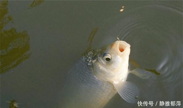 鱼类|涨知识:从鱼嘴的“朝向”说调漂,如何调漂中鱼率高?先看鱼嘴!