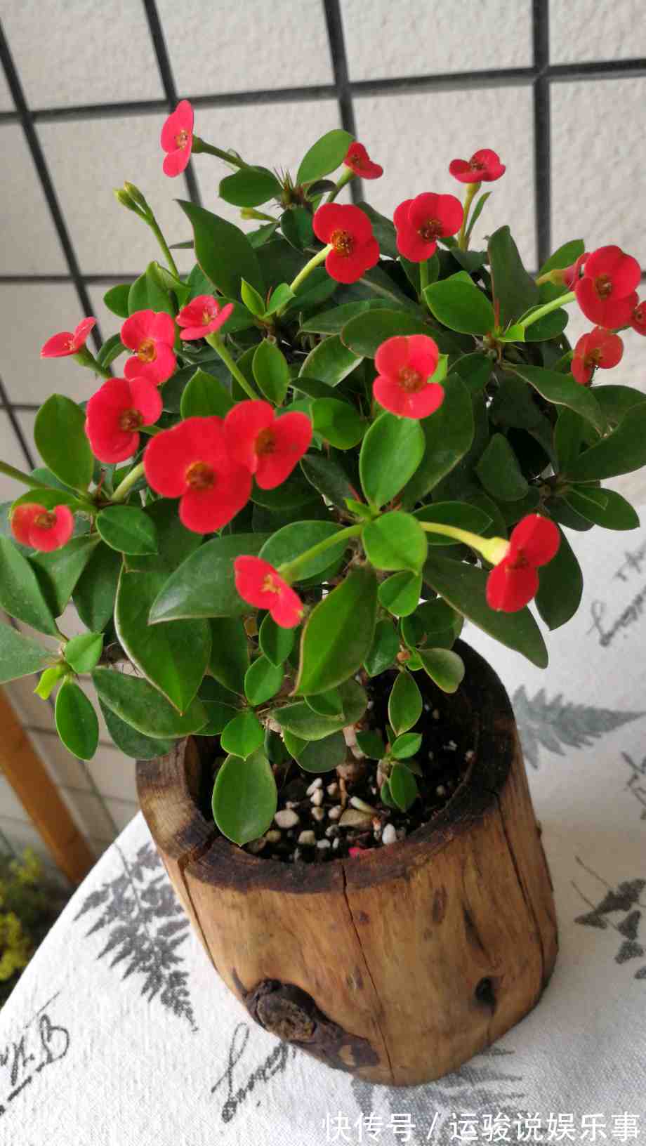 6种花超级喜欢太阳,晒得越多“花”越多,养一盆不亏