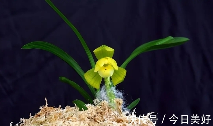 孤品|千万级别的天价孤品荷瓣兰,为何受追捧?如今还能见到吗?