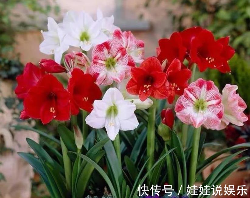 家里养这几款植物，比牡丹好看，比吊兰好养，你养了吗