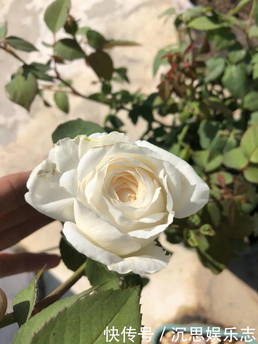 花友种在家门口多年的花，全被人折了，因为不吉利