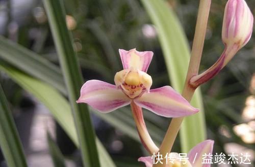 这2款难得一遇的珍品兰花，花色美艳，花型稀少，新手都能养好