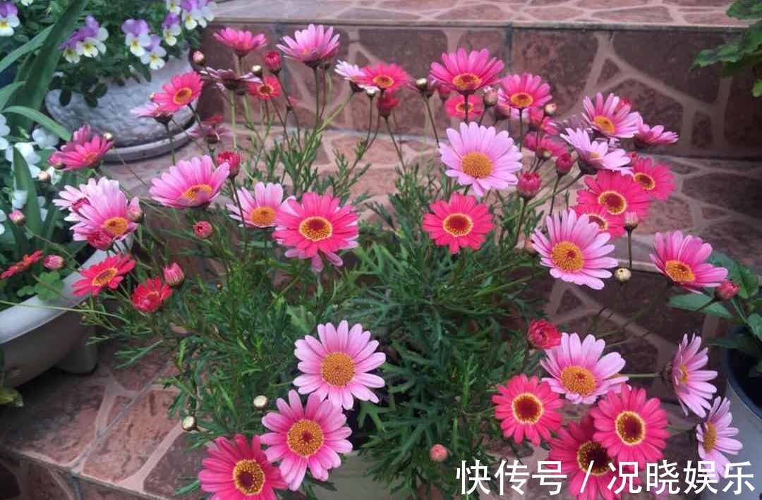 糖果|花超级多,还容易爆盆,全年开花,这种盆栽很适合养,你喜欢吗